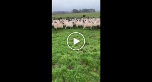 Маленькая девочка без особого труда загнала стадо овец в загон