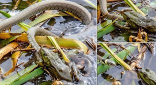 Голодная лягушка ошиблась с выбором добычи и попыталась съесть змею (5 фото)