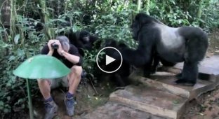 Первое знакомство горилл с людьми