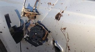 Лось отомстил охотнику за убитых собратьев, проделав дыру в машине (3 фото)