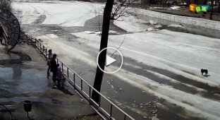 Школьники спасли уплывавшую на льдине собаку