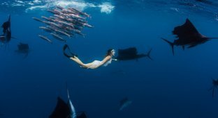 Модель плавает с китовыми акулами и другими рыбами (20 фото)