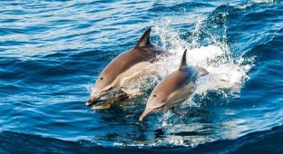 Пара дельфинов заплыла в венецианский Гранд-канал и заблудилась (2 фото + 1 видео)