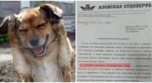 «Азовская судоверфь» отчиталась мэрии о воспитательных беседах с бездомными собаками (4 фото)