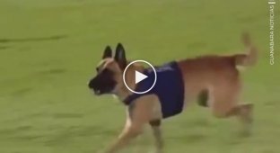 Полицейский пес спер мяч во время футбольного матча