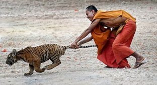 "Храм тигров" и их дружба с монахами ... (5 фото)
