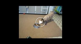 Собачка играется со своим кормом