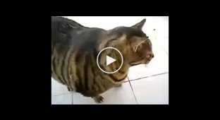 Толстый, толстый кот