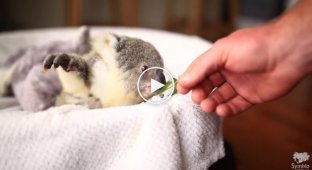 Первая фотосессия этой маленькой коалы поднимет вам настроение (4 фото + 1 видео)