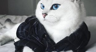 Коби — белоснежная кошка с невероятно красивыми глазами (9 фото)