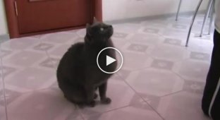 Дрессированный кот