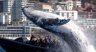 Наблюдатели за китами чуть не попали под кита (5 фото)