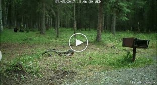 Медведь барибал забрел в туристический лагерь