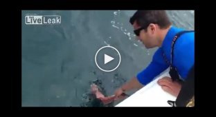 Кормление акулы с рук