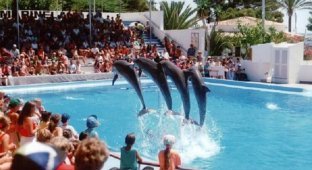 Что на самом деле твориться за кулисами шоу с дельфинами
