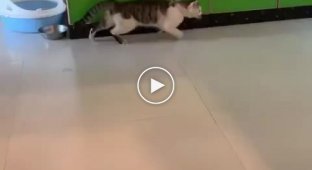 Забавный кот и его движения