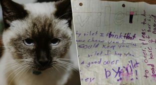 На улице нашли кошку с душераздирающей запиской, привязанной к ошейнику (4 фото)