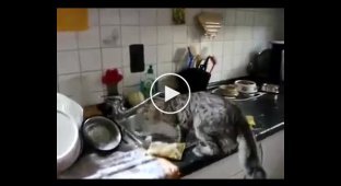 Котейка помогает помыть посуду после обеда