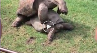 Cтоны похотливых черепах во время секса смутили посетители зоопарка