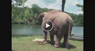 Интересная история о том как слониха 3 недели ждала свою подружку