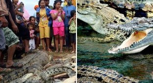 В Индонезии разгневанная толпа убила 300 крокодилов (7 фото)