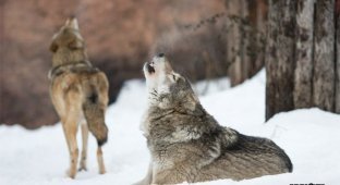 Любовь и Волки (7 фото)