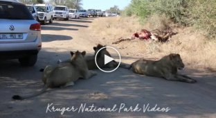 В ЮАР львы остановили движение автомобилей и вызывали огромную пробку в заповеднике