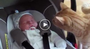 Кот впервые увидел ребенка