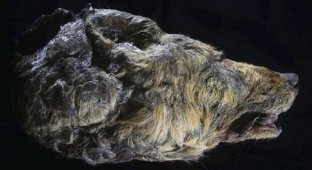 В Якутии обнаружена голова волка возрастом 40 тысяч лет (12 фото)