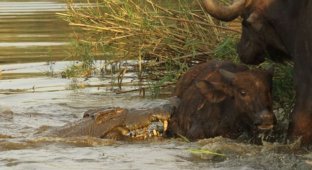 Крокодил пообедал