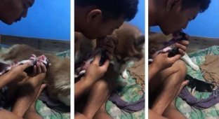 Хозяин хаски смог оживить одного из её новорожденных щенков (3 фото + 1 видео)