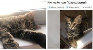 В Краснодарском крае выставили на продажу православного кота (6 фото)