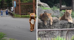 Побег плюшевого льва вызвал недоумение у обитателей японского зоопарка (6 фото + 1 видео)