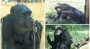 В китайском зоопарке живет курящая обезьяна (9 фото + 1 видео)