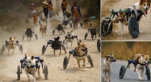Приют для собак-инвалидов каждый день проводит "гонки на колясках" (11 фото)