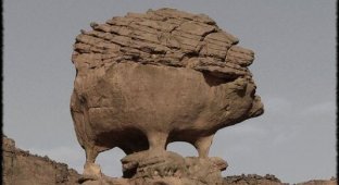 Скалы похожие на животных (10 фото)