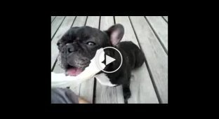 Пес любит капусту
