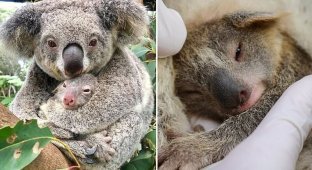 В австралийском заповеднике родился первый в этом году детеныш коалы (4 фото + 1 видео)