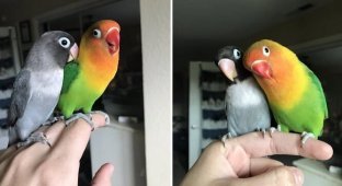 Яркий попугай и его прелестная возлюбленная стали родителями (13 фото)