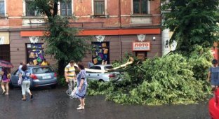 В Ужгороде ураган с корнями вырывал деревья
