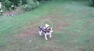 Слепой пёс ориентируется на слух во время игры с хозяйкой
