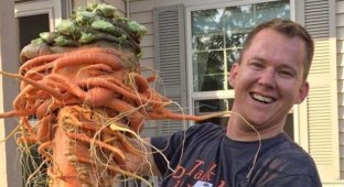 Фермер-любитель вырастил самую большую в мире морковку (5 фото)