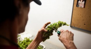 Как производят марихуану в Колорадо (7 фото)