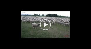 Овцы на митинге