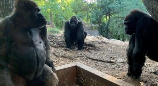 13 горилл заразились коронавирусом в американском зоопарке (4 фото)