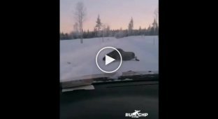 Напуганный лось попытался атаковать автомобиль