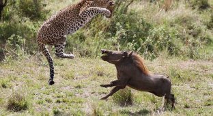Леопард против бородавочника - прыжок смерти (18 фото)