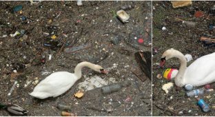 Птицы с трудом пробираются сквозь слой мусора на поверхности Темзы (4 фото)