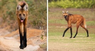 Гривистый волк- необычный зверь с ногами супермодели (14 фото)