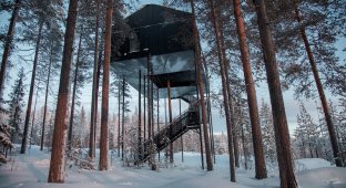 Удивительный отель на дереве в диком лапландском лесу (8 фото)